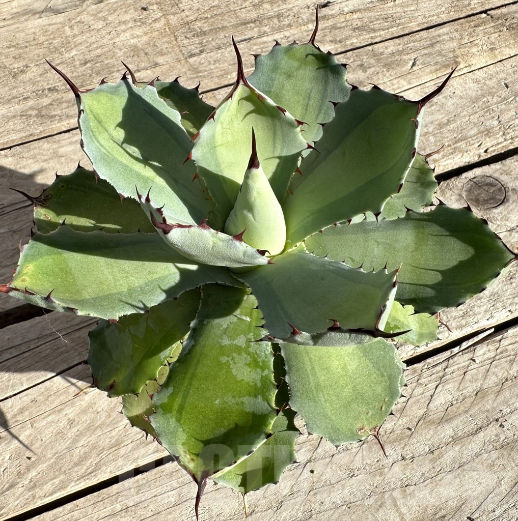 SHPR34835 Agave potatorum ‘Lime Green’