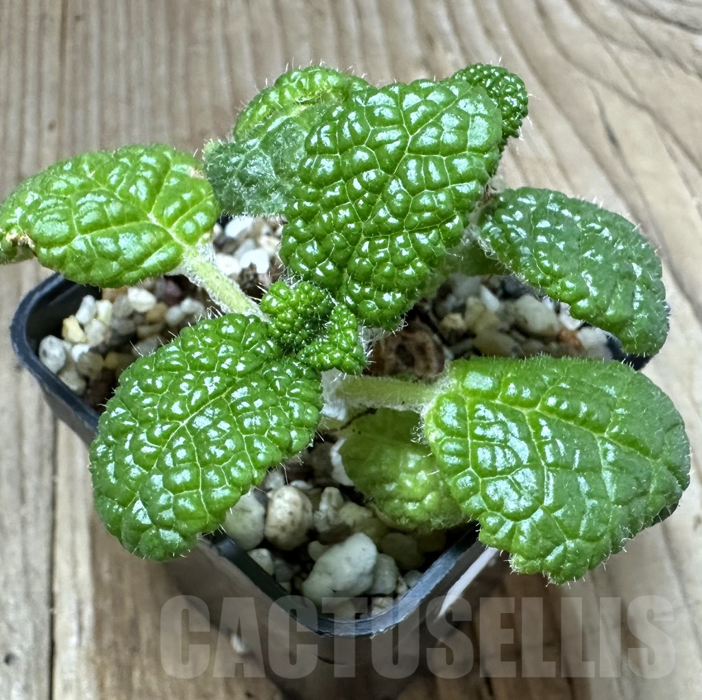 SHPR34788 Sinningia bullata