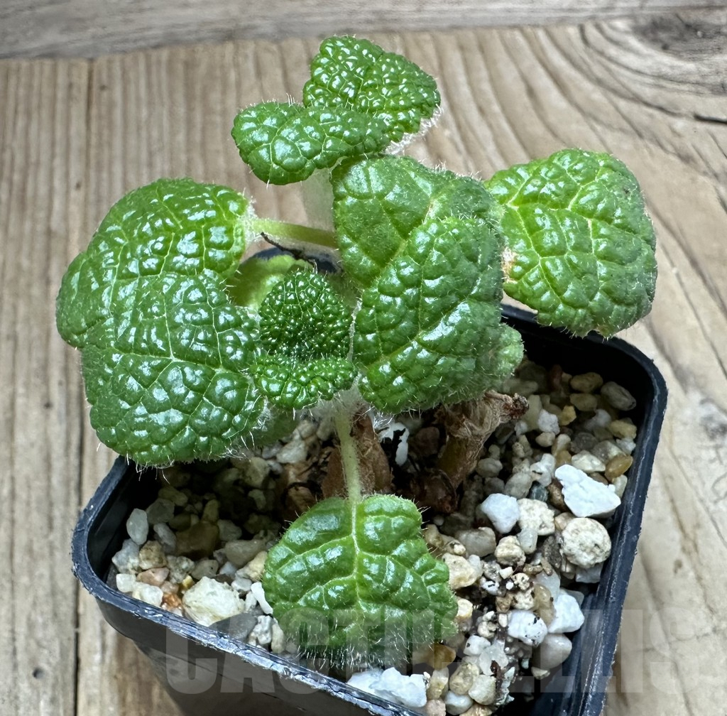 SHPR34788 Sinningia bullata - Image 2