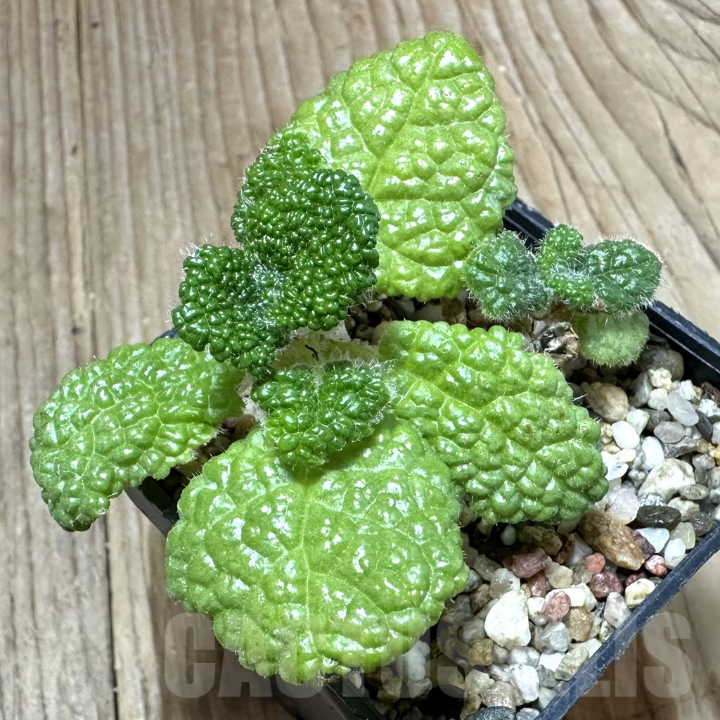 SHPR34789 Sinningia bullata