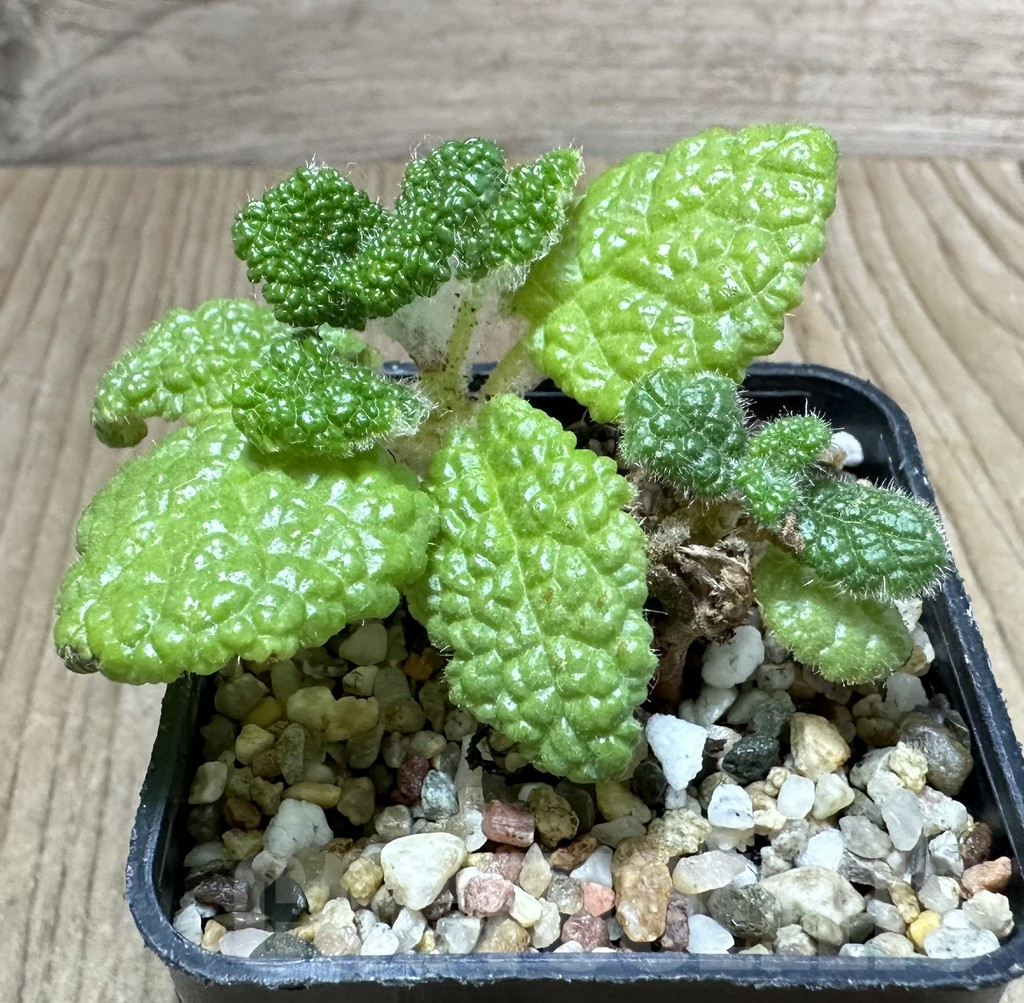 SHPR34789 Sinningia bullata - Image 2