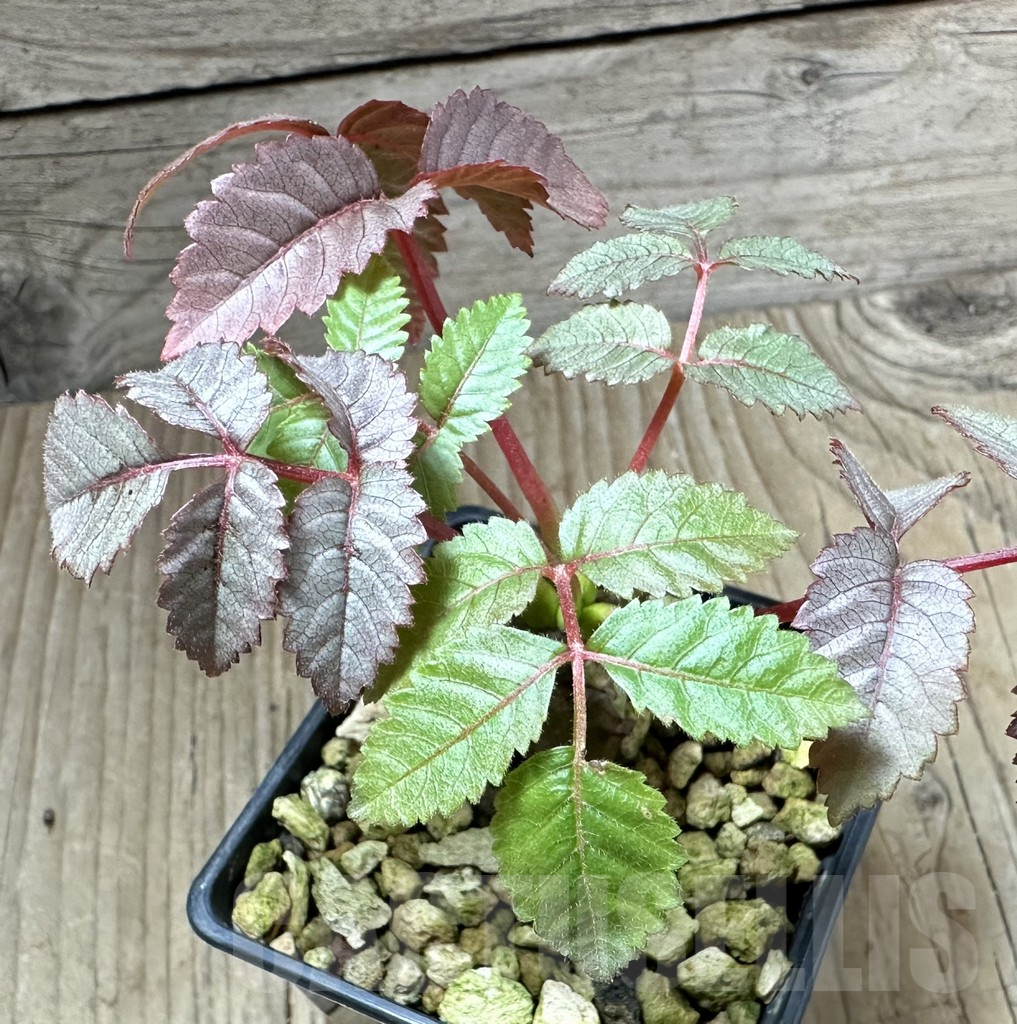 SHPR34790 Beiselia mexicana