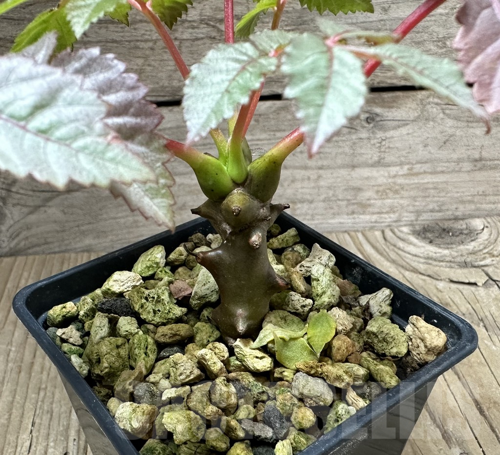 SHPR34790 Beiselia mexicana - Image 2