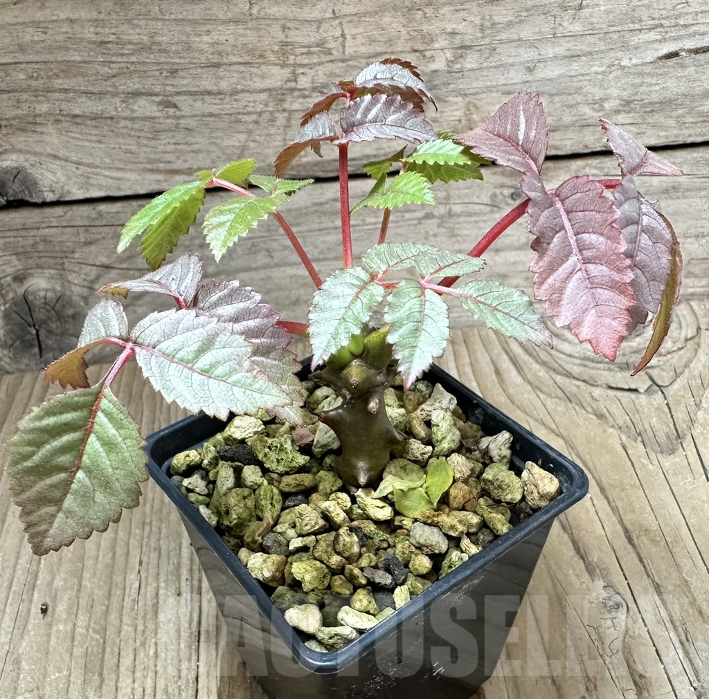 SHPR34790 Beiselia mexicana - Image 3