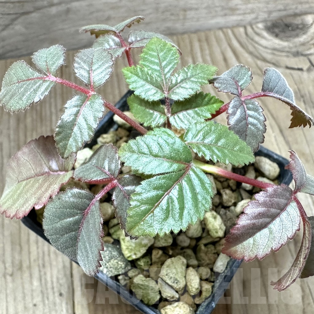 SHPR34791 Beiselia mexicana