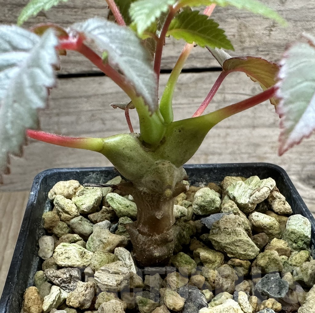 SHPR34791 Beiselia mexicana - Obrázek 2