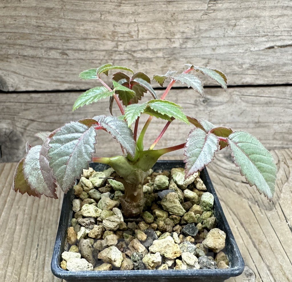 SHPR34791 Beiselia mexicana - Obrázek 3