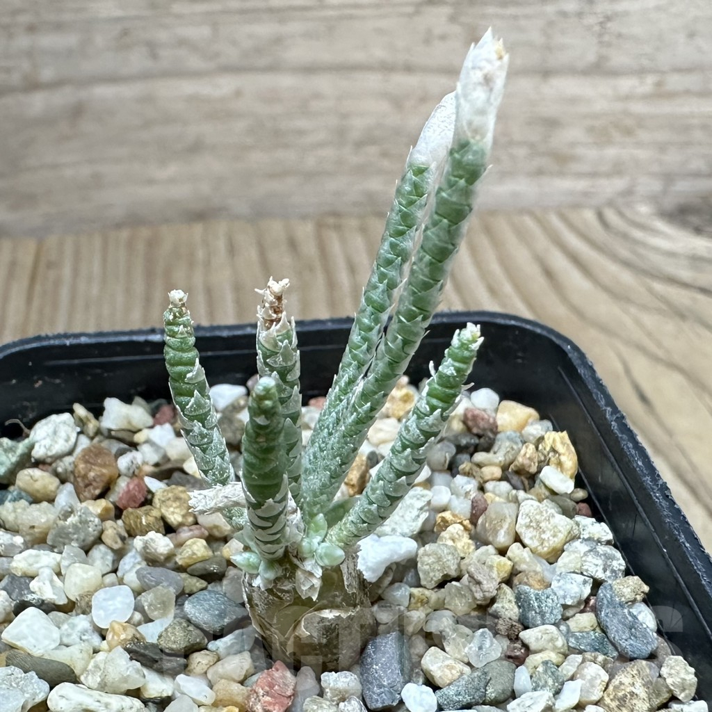 SHPR34792 Avonia quinaria -pink flower-