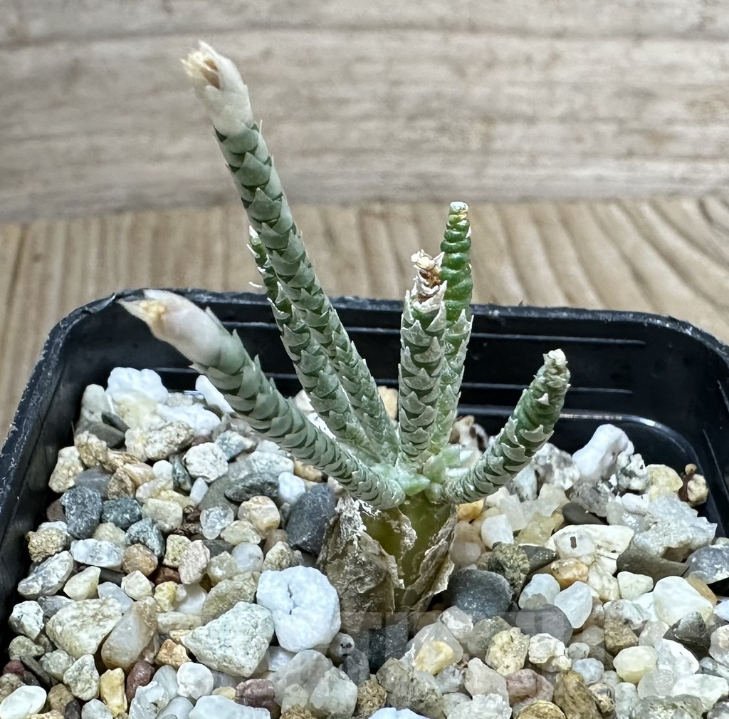 SHPR34792 Avonia quinaria -pink flower- - immagine 2