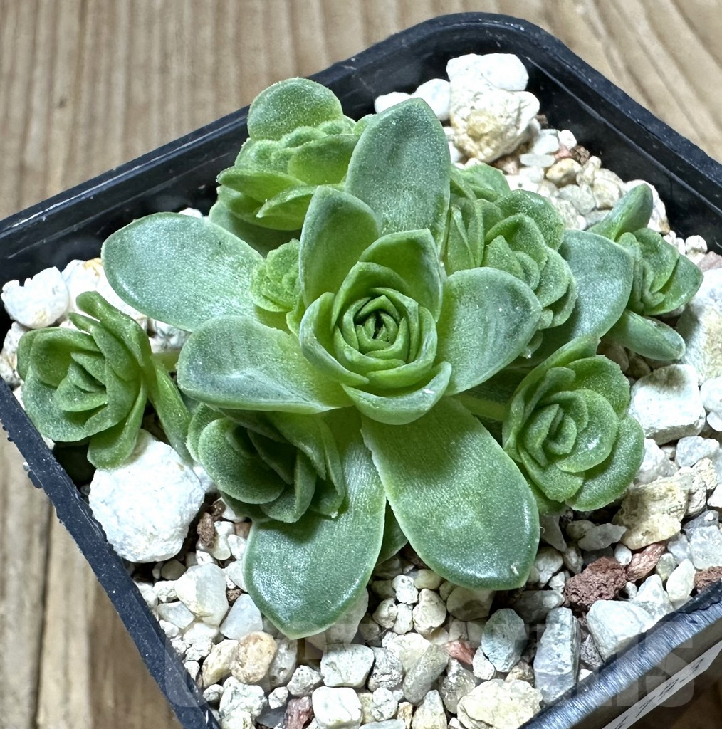 SHPR34793 Greenovia sp.