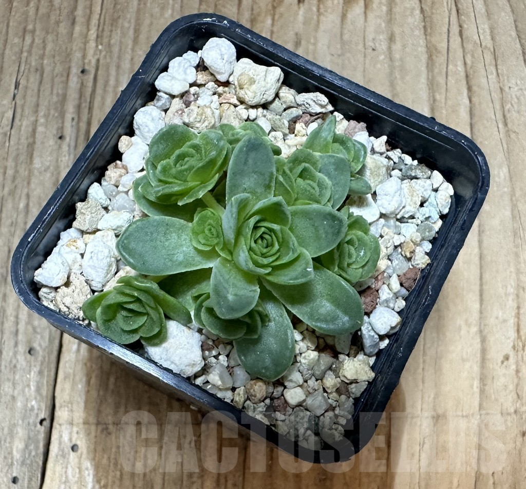 SHPR34793 Greenovia sp. - Image 2