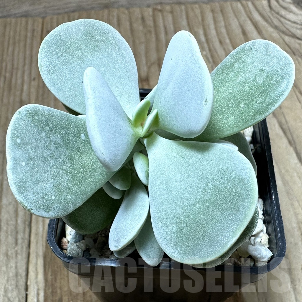 SHPR34795 Adromischus leucophyllus hybrid, seedling