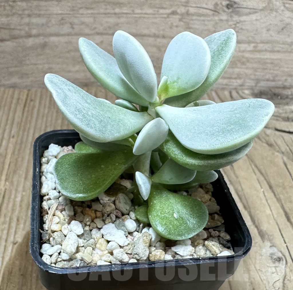 SHPR34795 Adromischus leucophyllus hybrid, seedling - Зображення 2