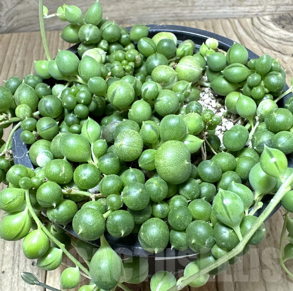 SHPR34796 Senecio rowleyanus