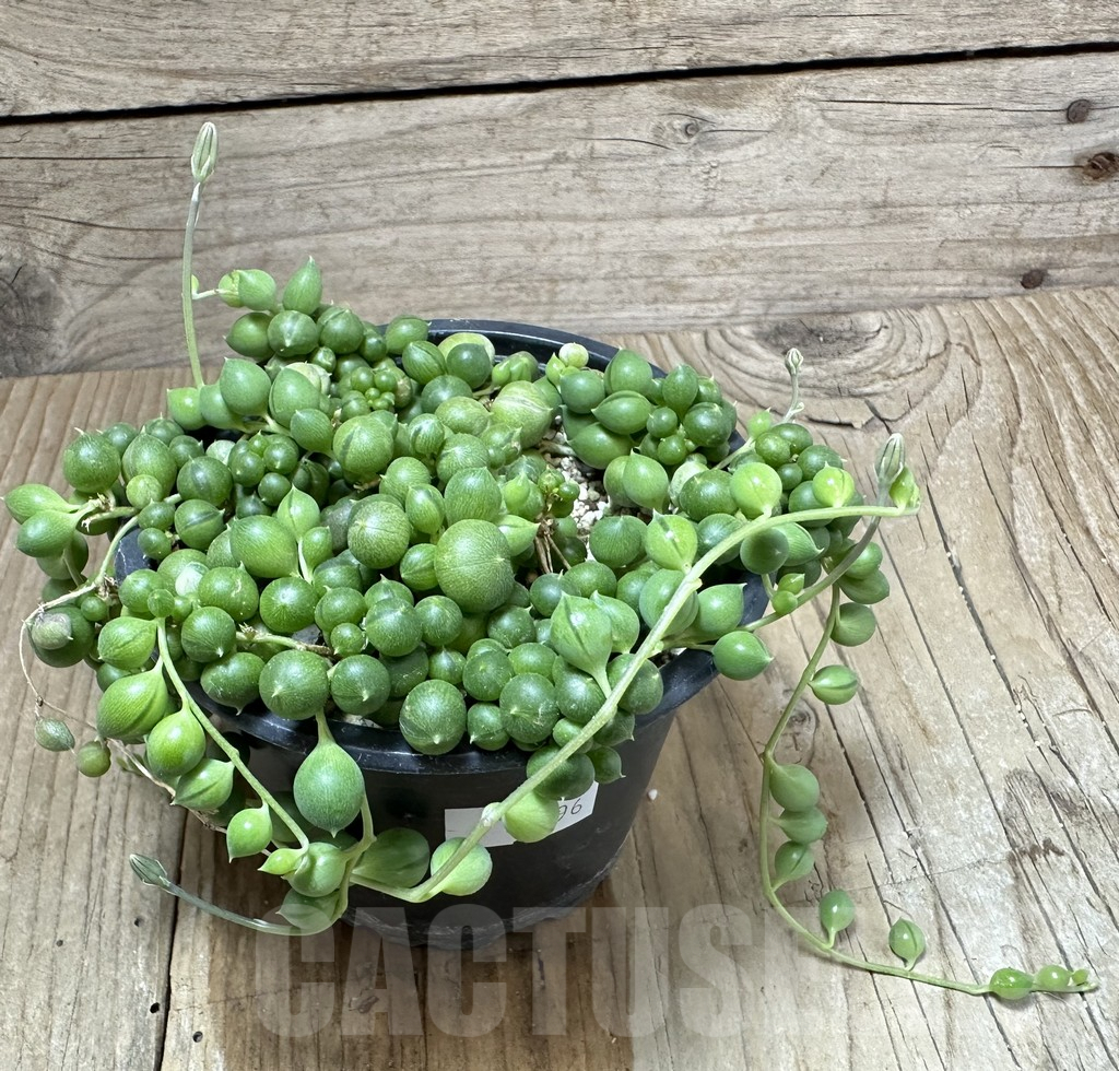 SHPR34796 Senecio rowleyanus - Зображення 2