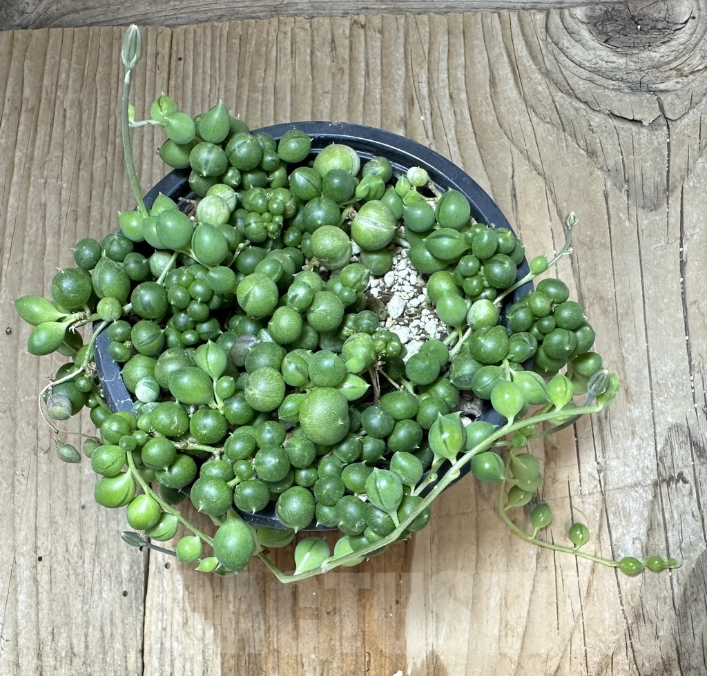 SHPR34796 Senecio rowleyanus - Зображення 3