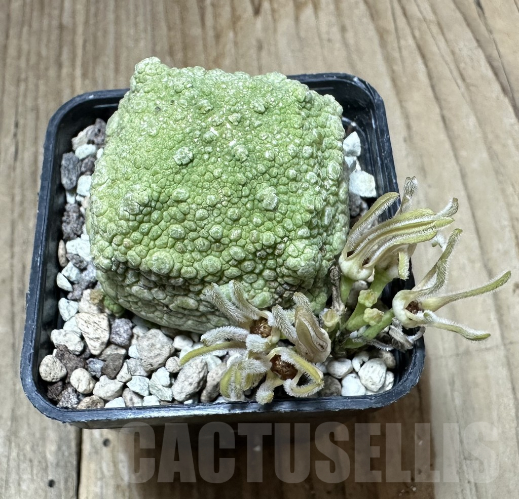 SHPR34797 Pseudolithos cubiformis - Зображення 2