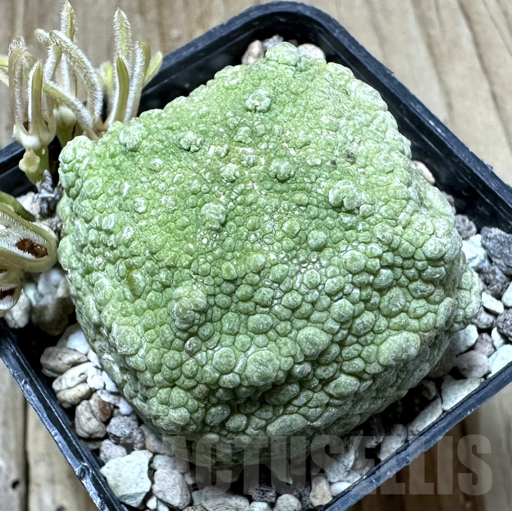 SHPR34797 Pseudolithos cubiformis