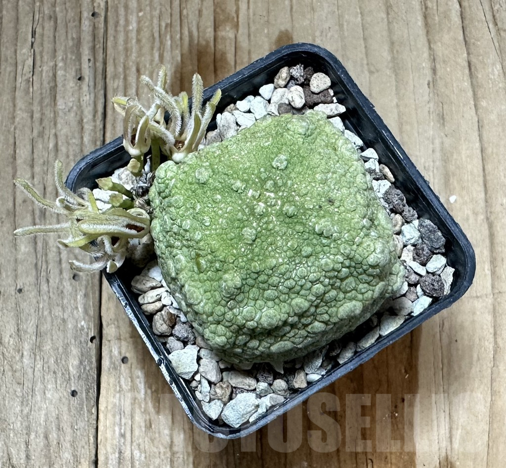 SHPR34797 Pseudolithos cubiformis - Зображення 3
