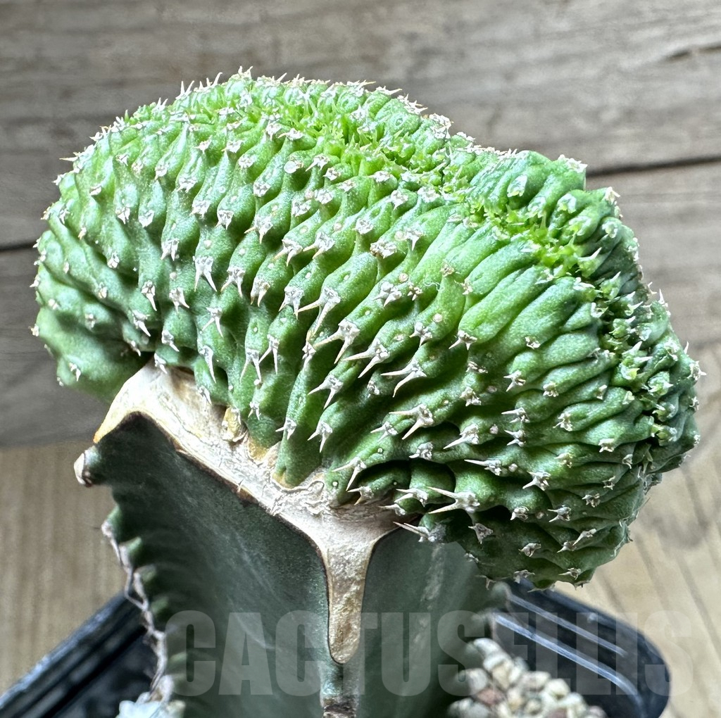 SHPR34799 Euphorbia phillipsioides f. cristata, grafted