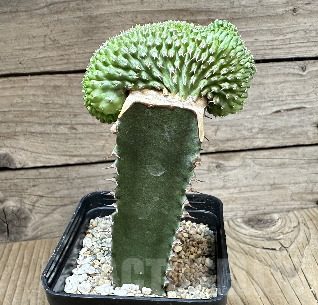 SHPR34799 Euphorbia phillipsioides f. cristata, grafted – Bild 2