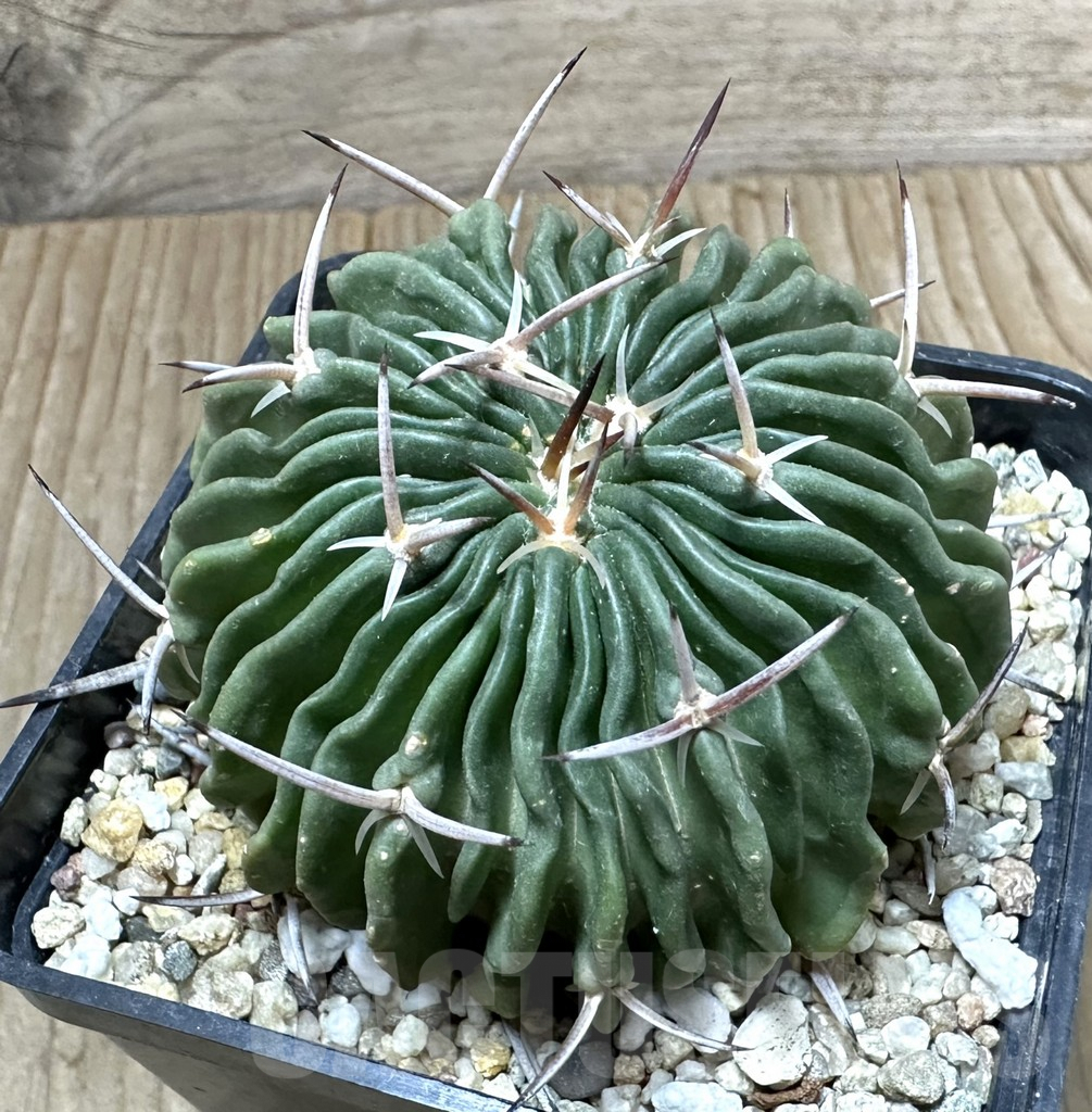 SHPR34800 Echinofossulocactus pentacanthus