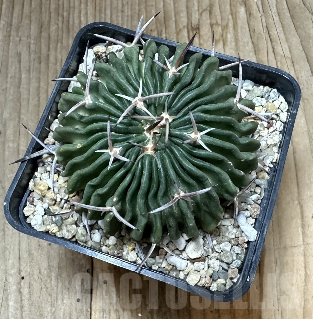 SHPR34800 Echinofossulocactus pentacanthus - Image 2