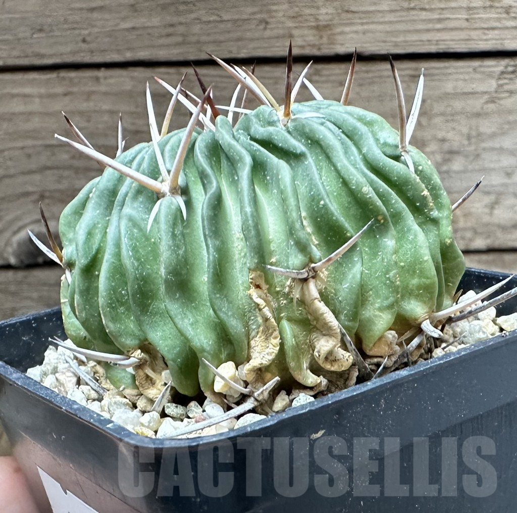 SHPR34800 Echinofossulocactus pentacanthus - Image 3