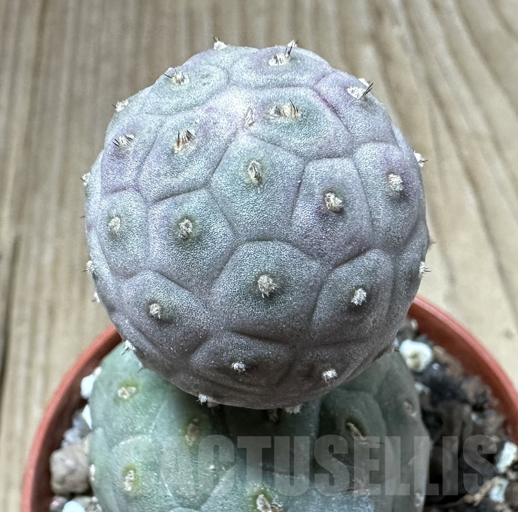 SHPR34986 Tephrocactus geometricus