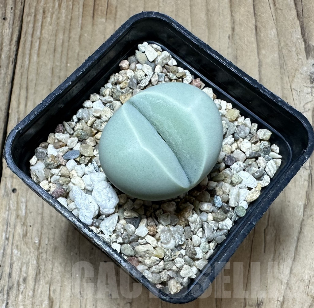 SHPR34915 Dinteranthus wilmotianus ‘Kermit’ – Bild 2