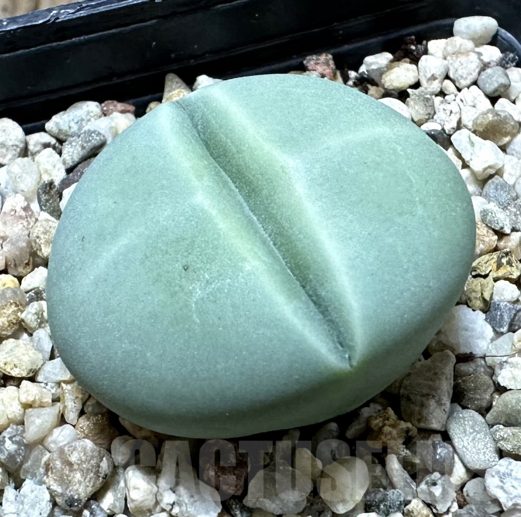 SHPR34916 Dinteranthus wilmotianus ‘Kermit’