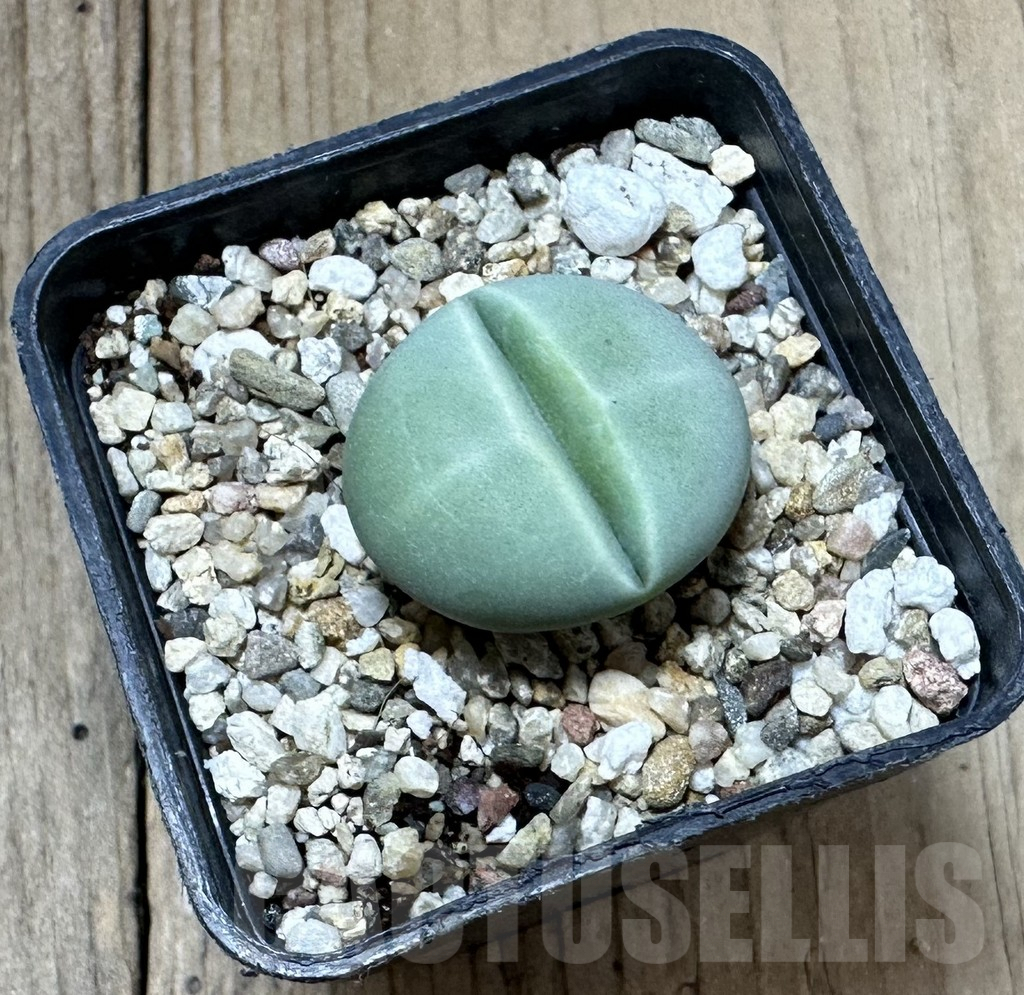 SHPR34916 Dinteranthus wilmotianus ‘Kermit’ – Bild 2