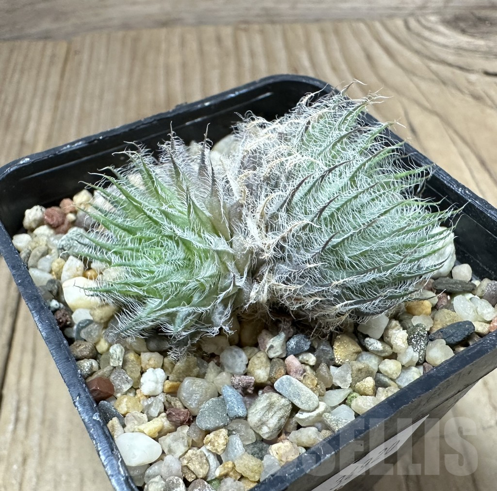 SHPR34920 Haworthia odetteae – Bild 2