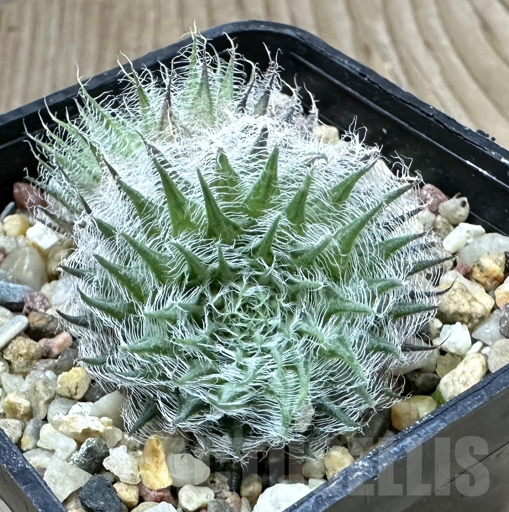 SHPR34920 Haworthia odetteae
