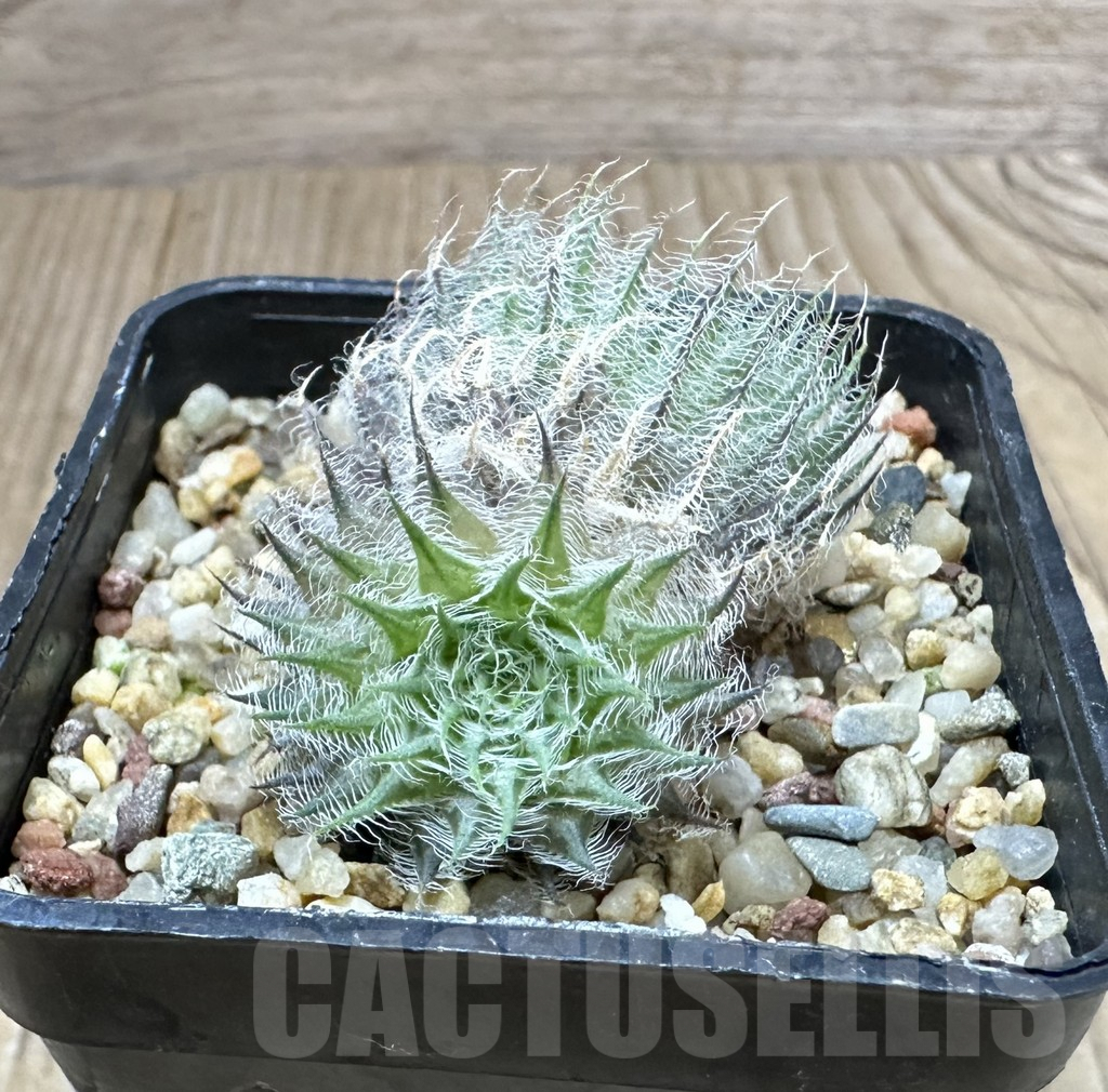 SHPR34920 Haworthia odetteae – Bild 3