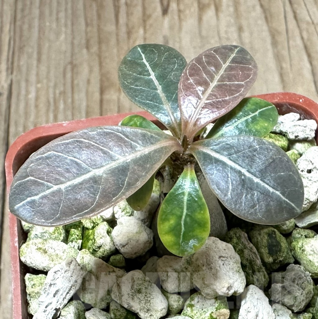 SHPR34921 Adenium socotranum