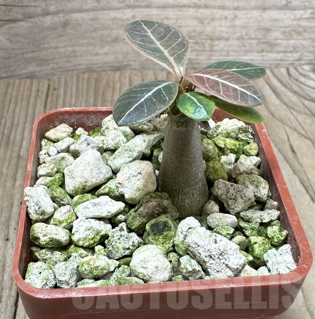 SHPR34921 Adenium socotranum - Imagen 2