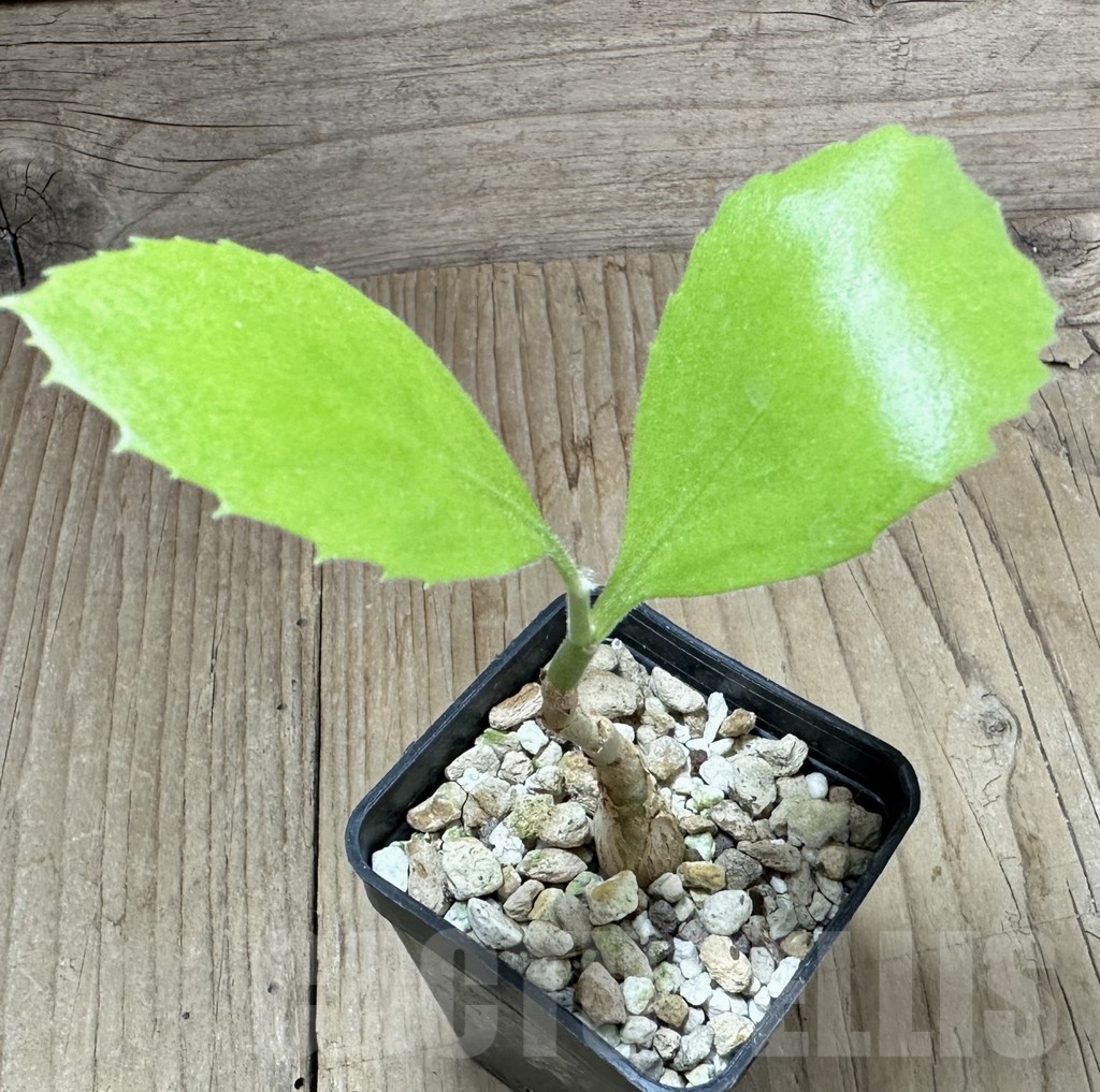 SHPR34922 Cissus juttae