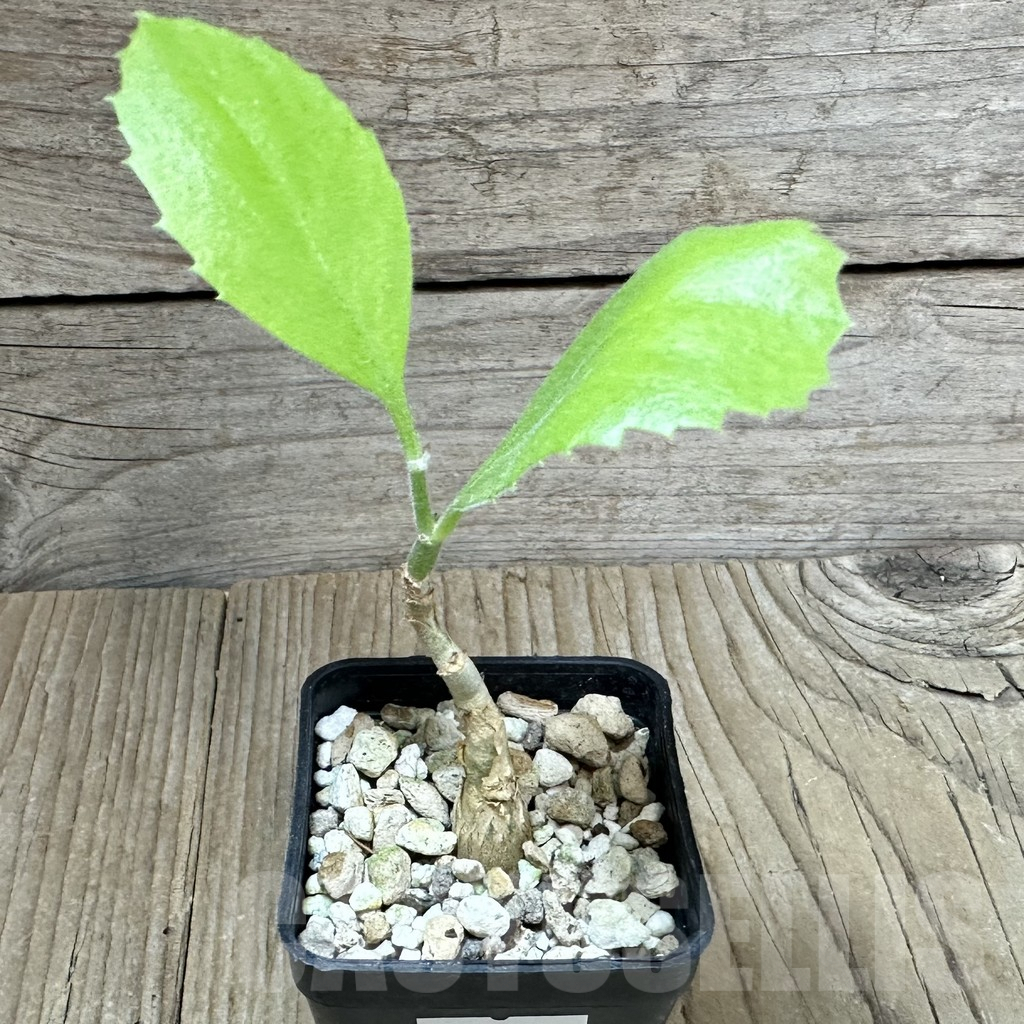 SHPR34922 Cissus juttae - Imagen 2