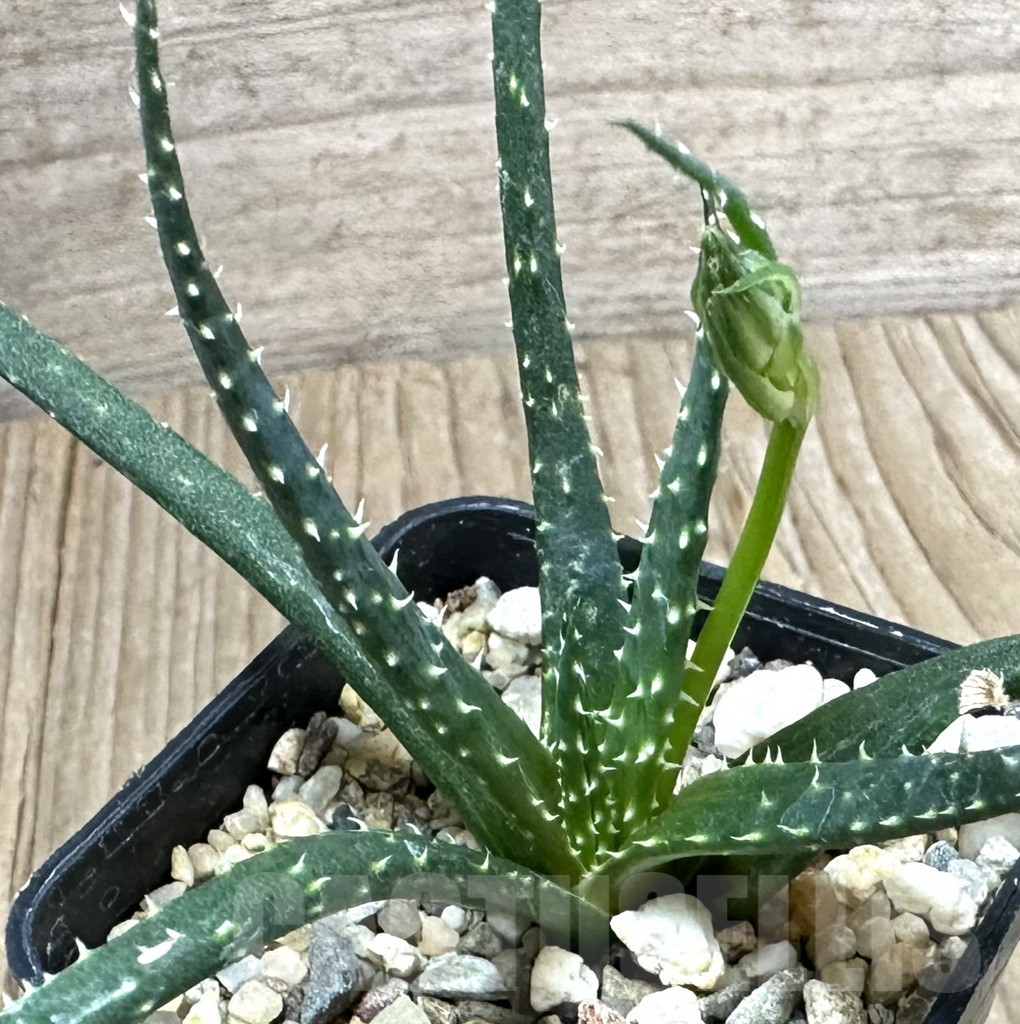 SHPR34923 Aloe florenceae