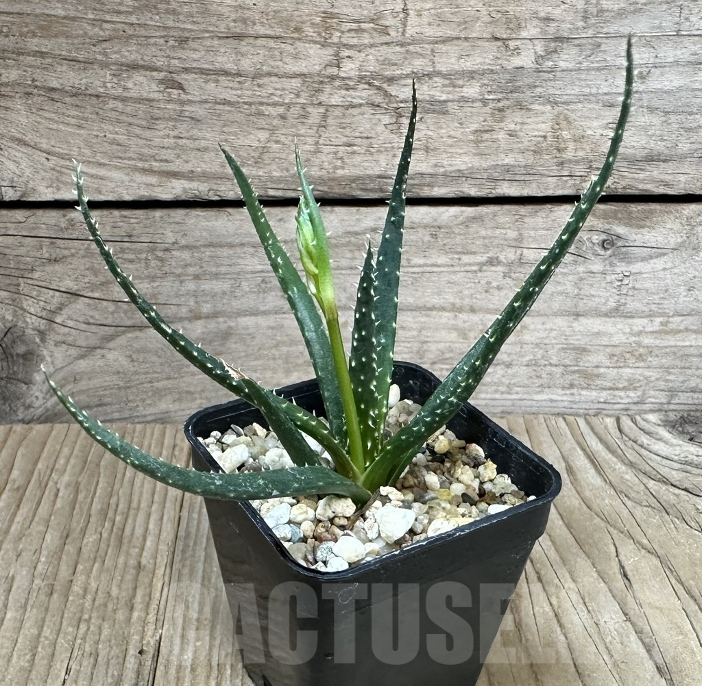 SHPR34923 Aloe florenceae – Bild 2
