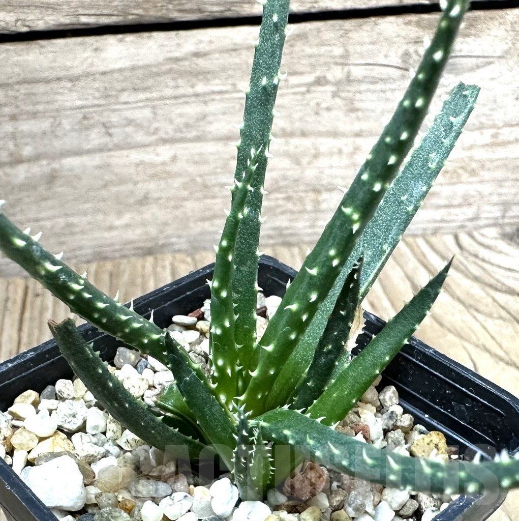 SHPR34924 Aloe florenceae - immagine 2