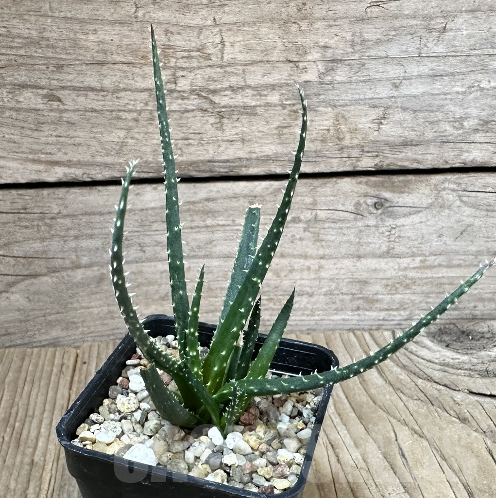 SHPR34924 Aloe florenceae