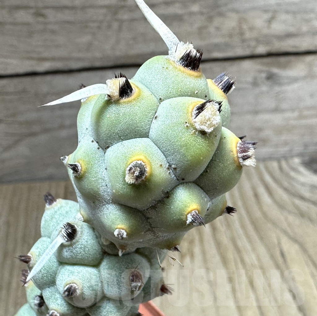 SHPR34990 Tephrocactus articulatus