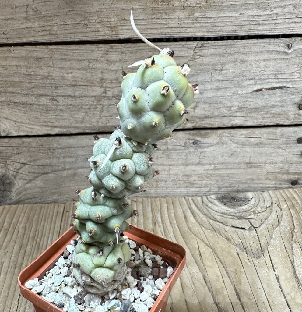 SHPR34990 Tephrocactus articulatus - immagine 2