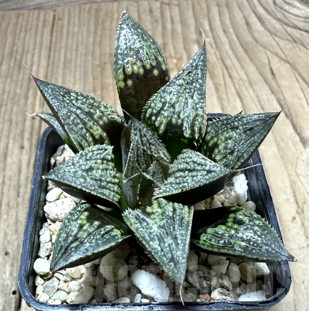 SHPR34931 Haworthia ‘Bev’s wonder’ N1
