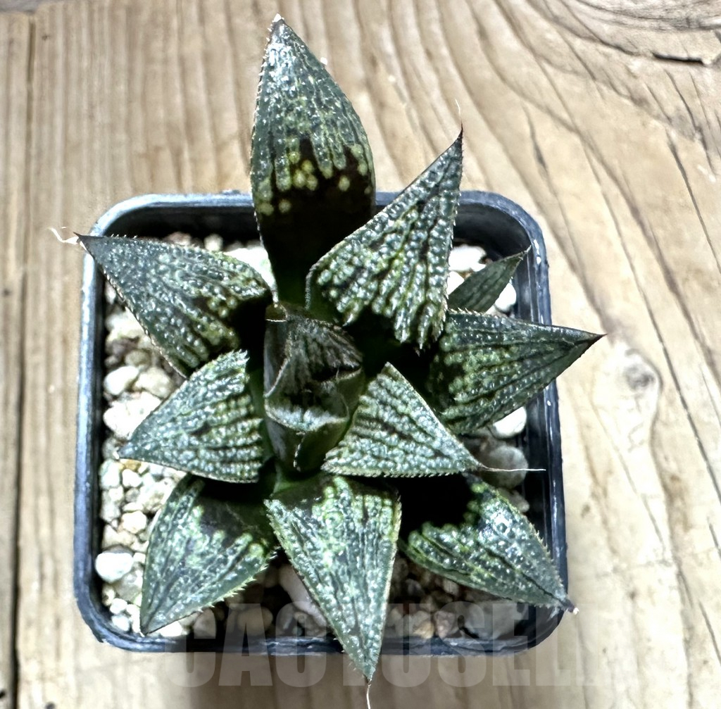 SHPR34931 Haworthia ‘Bev’s wonder’ N1 - Image 2
