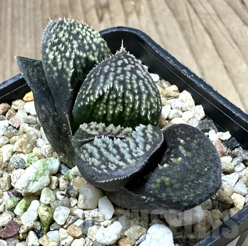 SHPR34932 Haworthia splendens hybrid