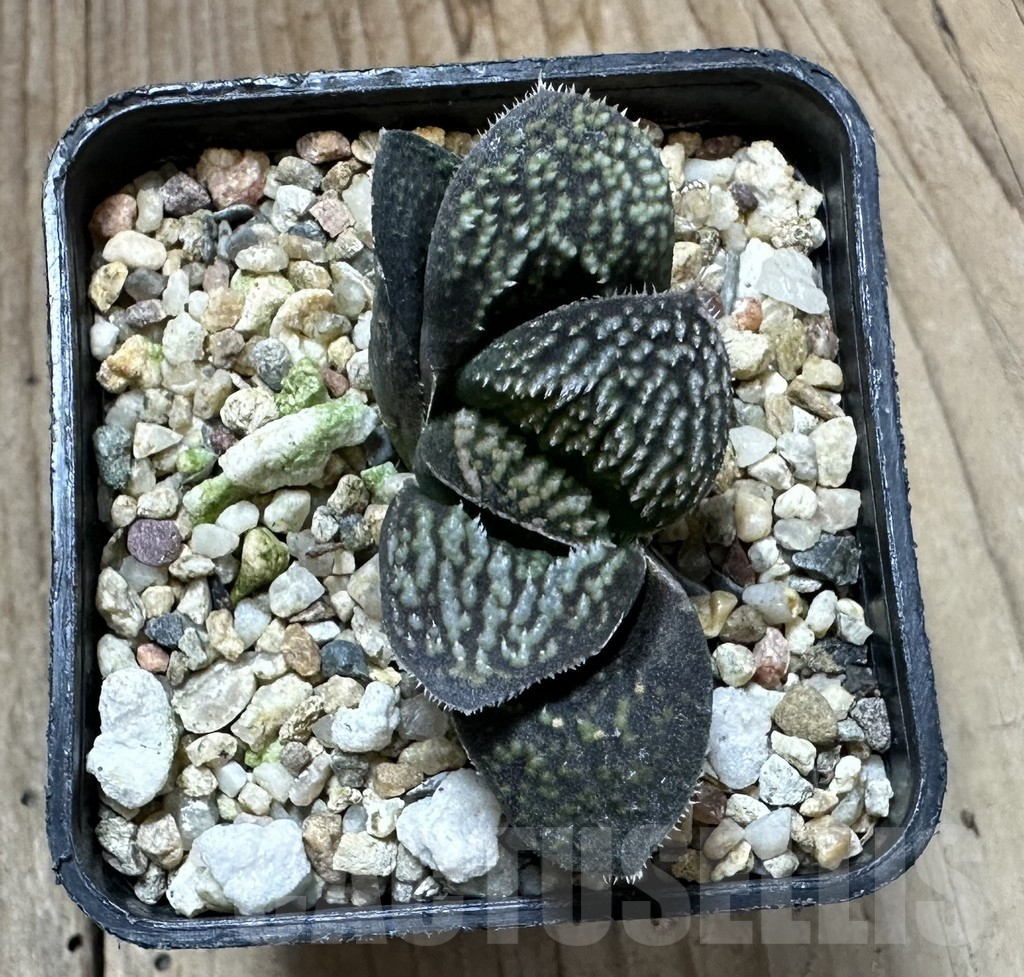 SHPR34932 Haworthia splendens hybrid - Image 2