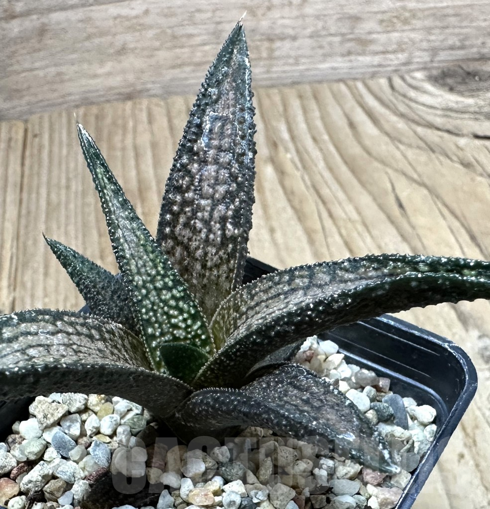 SHPR34934 Haworthia koelmaniorum hybrid